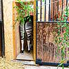 Okapi Nuru lernt im Basler Zoo die Transportkiste kennen. Futter und eine entspannte Atmosphäre lassen das Tier Vertrauen schöpfen.