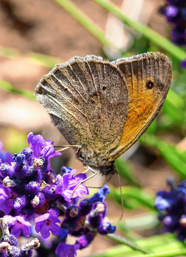 Der Kleine Heufalter (Coenonympha pamphilus) ist oft auf Wiesen anzutreffen.