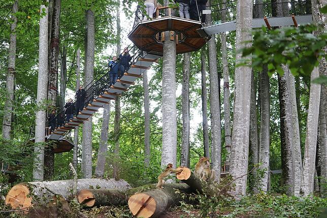 Unten spielen die Berberaffen, oben genießen Besucher den Blick vom neuen Treewalk auf dem Affenberg Salem.