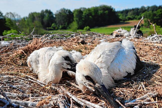 Die zwei Störche auf ihrem Nest im Eisweiher, im Hintergrund das tote Küken.