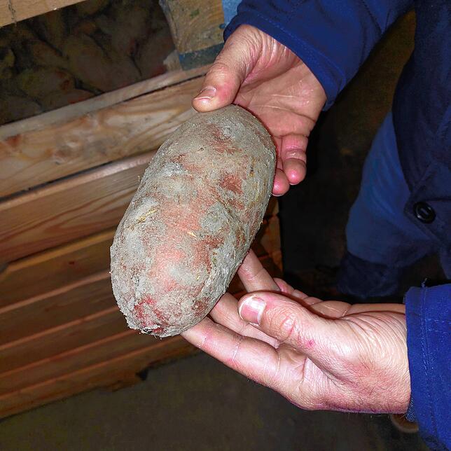Die Bio-Süßkartoffeln aus der Region werden ungewaschen in der Halle gelagert.