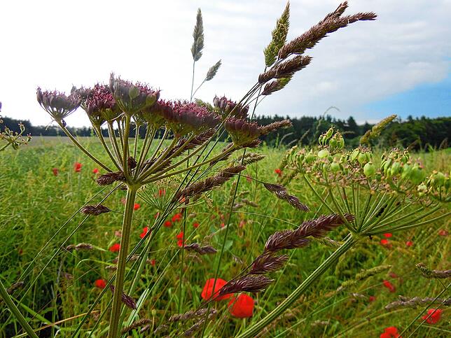 Blühende Wegraine als Augenweide.