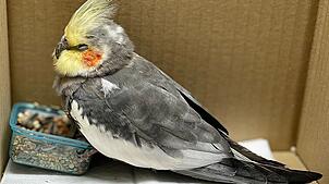 Eine Frau hatte den Vogel in einem Firmengebäude entdeckt und mit ihrem Sohn zur Polizei gebracht.
