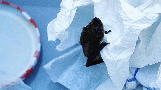 Die kleine Fledermaus &ndash; es könnte eine Weißrand- oder eine Zwergfledermaus sein &ndash; schaut sich ihren Kurzfrist-Schlafplatz an.