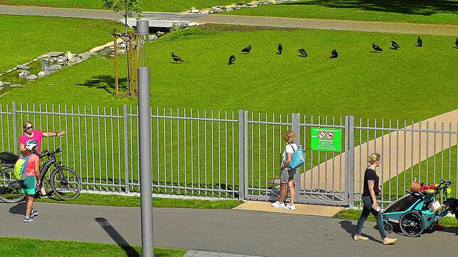 Eine Gruppe Waldrappe hält sich auf einer Wiese nahe dem Salemer Schlosssee auf.
