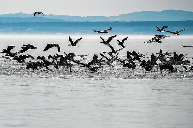 Die Kormorane vermehren sich am Bodensee und bringen die Fischbestände unter Druck.