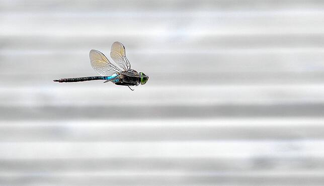 Diese Libelle mit einer Körperlänge von knapp vier Zentimeter ist im Kunstflug unterwegs ist.