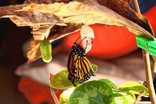 Wunder Natur: Ein Schmetterling schlüpft aus seinem Kokon. Port Albert, Neuseeland.