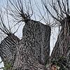 Keine Turnschuhe, kein Baum: der Torso am Winterersteig.