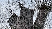 Keine Turnschuhe, kein Baum: der Torso am Winterersteig.