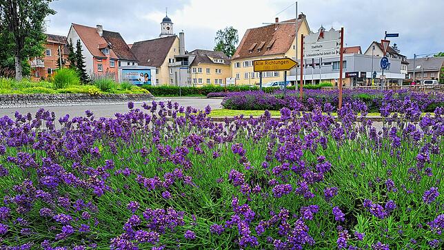 Im Frühjahr mussten mehr als 80 Lavendel am Stachus nachgepflanzt werden. Unbekannte hatten sie herausgerissen und zertreten.
