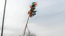 Dann ist es fast gschafft. Gespannt verfolgen die Zuschauer, wie der Narrenbaum immer senkrechter steht. Die Männer kämpfen dabei nicht ...