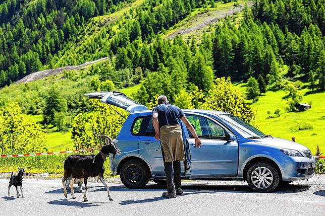Ein Mann nimmt in seinem Auto Ziegen mit, einen Tag nach der massiven Lawine, die durch den Abbruch des Birchgletschers ausgelöst wurde.