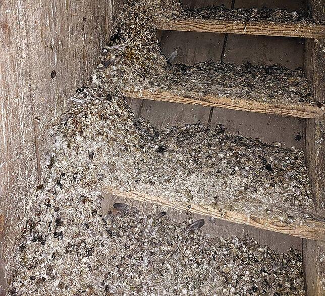 Taubenkot wohin das Auge blickt, hier auf der Speichertreppe. So sah es vielerorts in dem Haus Färberstraße 12 aus.