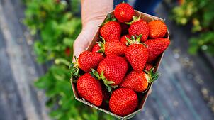 Die Preise für Erdbeeren sind in den vergangenen zehn Jahren kräftig gestiegen. (Archivbild)