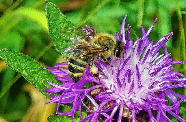 Ganz schön suchen müssen die Honigbienen inzwischen, bis sie auf der Wiese Nektar spendende Blütenpflanzen finden, wie hier eine ...