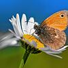 Ein Schmetterling der Art Kleines Wiesenvögelchen sitzt auf einer Blüte der Magerwiesen-Margerite.
