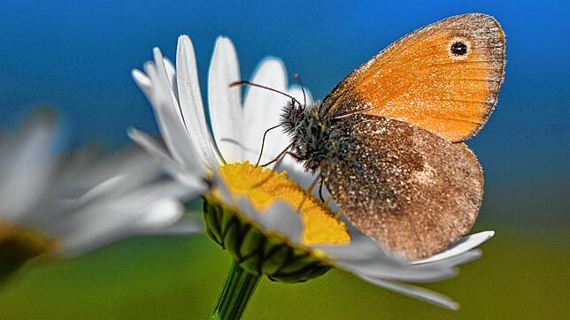 Ein Schmetterling der Art Kleines Wiesenvögelchen sitzt auf einer Blüte der Magerwiesen-Margerite.