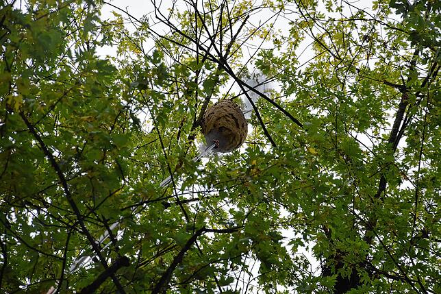 Eine schwarze Kohlewolke zeigt an, dass das Nest der Asiatischen Hornisse mit der Teleskoplanze getroffen wurde.