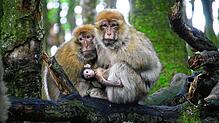 Das erste Affenbabys sind da! Mama Zora (rechts) behütet ihren Nachwuchs, der etwa zwei Wochen alt ist. Der kleine Berberaffe mit den ...