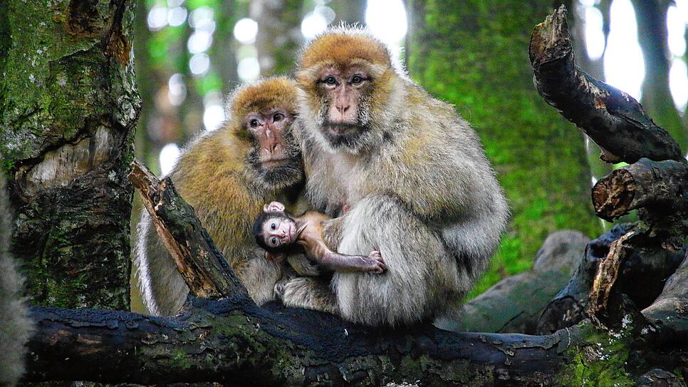 Das erste Affenbabys sind da! Mama Zora (rechts) behütet ihren Nachwuchs, der etwa zwei Wochen alt ist. Der kleine Berberaffe mit den ...