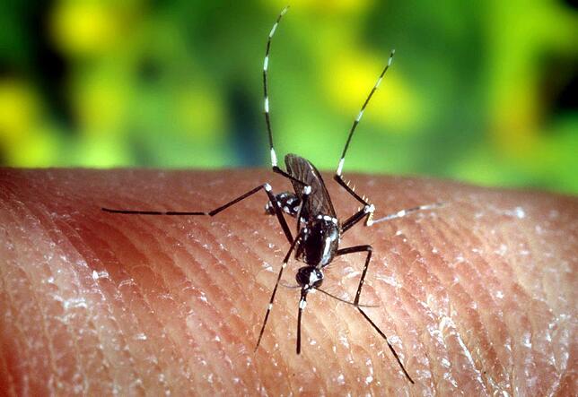 Eine Asiatische Tigermücke (Aedes albopictus).
