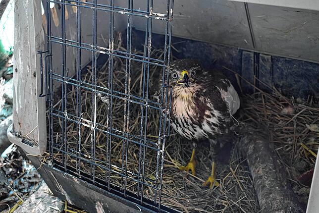 Melanie Nestvogel betreibt eine Auffangstation für verletzte oder verwaiste Wildtiere. Der Bussard in der Voliere hat sich den Flügel ...