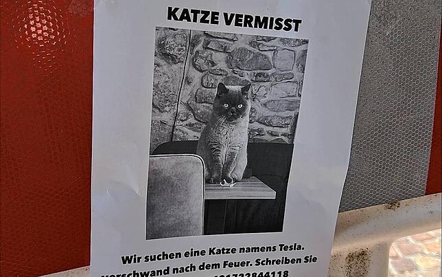 Diese Katze ist seit dem Brand verschwunden. Die Anwohnerin hofft nun darauf, dass jemand das Tier gesehen hat.