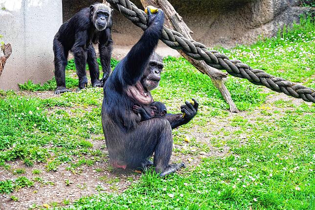 Bild 4: Niedliches Schimpansen-Baby im Zoo Basel zur Welt gekommen: Es ist ein Mädchen!