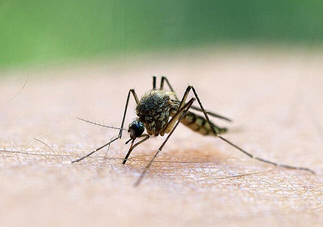 Eine Mücke saugt am 20.08.2011 Blut aus dem Arm eines Mannes. Wissenschaftler und Laien sollen beim Kampf gegen Krankheiten wie Malaria, ...
