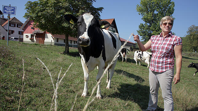 50 Milchkühe hält die Familie Buhl auf dem Hofgut Homboll. Im Moment werden sie mit Futter versorgt, das eigentlich für den Winter ...