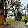 Die Eichen am Ufer vor den Schmieder Kliniken in Konstanz sind um 1850 gepflanzt worden. Damit gehören sie zu den ältesten Bäumen in der ...