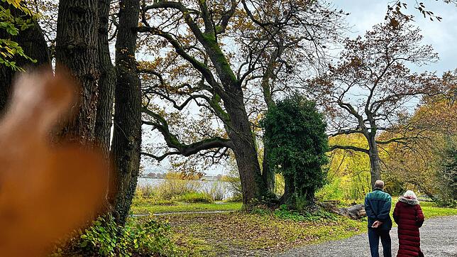 Die Eichen am Ufer vor den Schmieder Kliniken in Konstanz sind um 1850 gepflanzt worden. Damit gehören sie zu den ältesten Bäumen in der ...