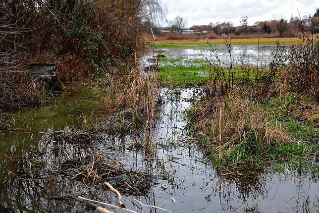 In Markelfingen hat ein Biber einen Bach gestaut und eine Wiese überflutet.