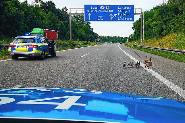 Autobahn wie leer gefegt: Die Polizei bietet der Gänsefamilie sicheres Geleit.