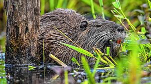 Die Nutria ist eine aus Südamerika stammende und in Mitteleuropa eingebürgerte Nagetierart, er wird auch Sumpfbiber genannt.