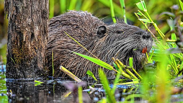 Die Nutria ist eine aus Südamerika stammende und in Mitteleuropa eingebürgerte Nagetierart, er wird auch Sumpfbiber genannt.