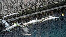 Die verendeten Fische hängen an einem Gitter im Vorflutkanal im Naturschutzgebiet Wollmatinger-Ried.