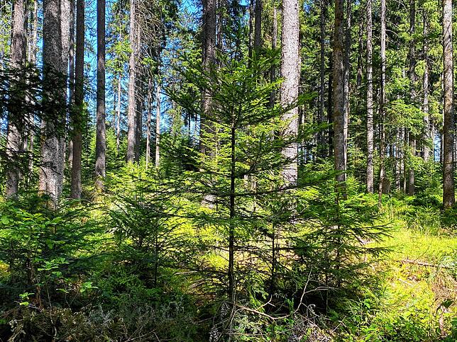 Nadelbäume sind heutzutage prägend für den Schwarzwald.