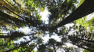 Eine Mischung von Laub- und Nadelbäumen stärkt die Wälder für den Klimawandel. Foto: Patrick Seeger, dpa