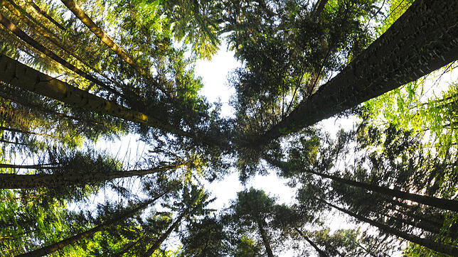 Eine Mischung von Laub- und Nadelbäumen stärkt die Wälder für den Klimawandel. Foto: Patrick Seeger, dpa