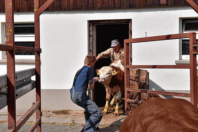 Die Hägili dürfen auf die Sommerweide. Das ist ihnen wohl nicht bewusst, denn sie wehren sich mit Vorder- und Hinterklauen, den Stall zu ...