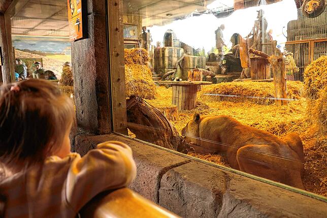 Löwen kann man im Freizeitpark und Zoo Tatzmania ganz nahe kommen. Nicht nur Kinder kommen da ins Staunen.