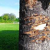 Wer macht sowas? Unbekannte haben beim Grillplatz am Hockgraben die Rinde dreier Bäume stark beschädigt. Bild: Kirsten Astor