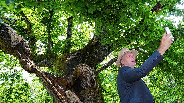 Alte Freunde: Der Grünen-Landtagsabgeordnete Martin Hahn spielte als Kind an und auf dem Baum – der Landwirt wuchs auf dem nahen ...