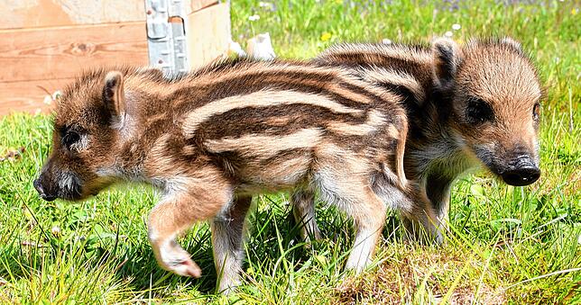 Wildschwein-Ferkel auf Entdeckungstour.