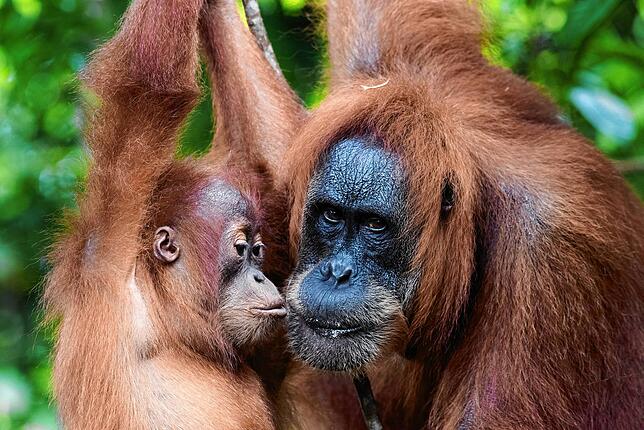 Eine Sumatra-Orang-Utan-Mutter mit Nachwuchs.