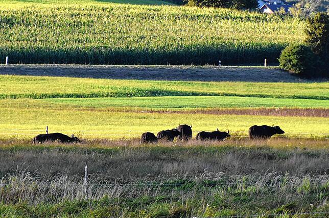 Eine von vielen Tierarten im Heudorfer Ried sind die Wasserbüffel. Manchmal sind die Tiere von der Straße aus zu sehen, oft aber auch im ...