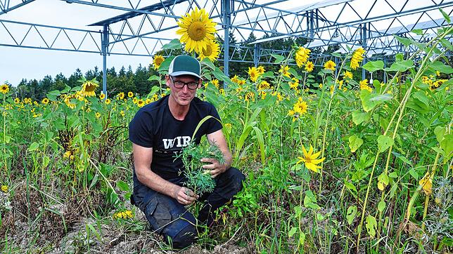 Florian Reyer zwischen Sonnenblumen, die auf seinem Acker nahe des Bodensees wachsen. Hier baut der Landwirt Kartoffeln an und will ...