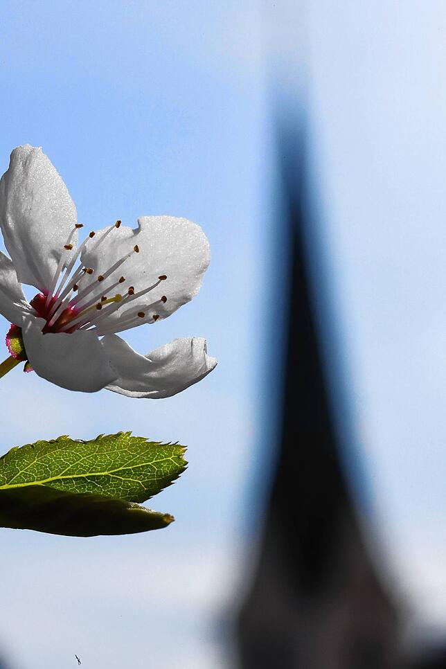 Eine Kirschblüte vor dem charakteristischen und spitz zulaufenden Kirchturm in Salem-Leutkirch.